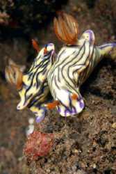 Hypselodoris-zephyra_Tulamben-Bali_Indonesia. by Dray Van Beeck 